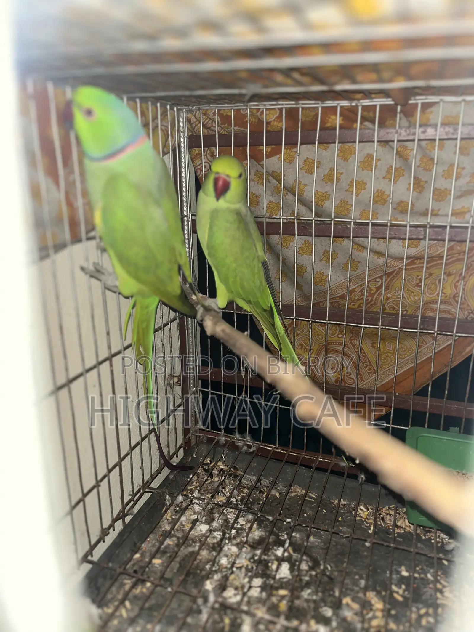 ইন্ডিয়ান টিয়া