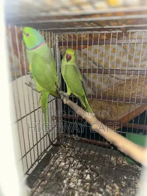 ইন্ডিয়ান টিয়া
