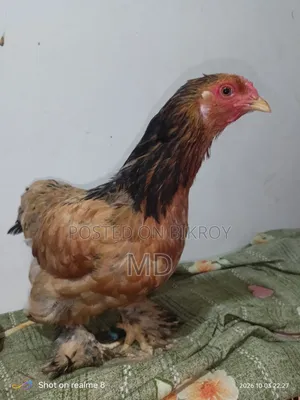 রানিং ফিমেল ব্রাহামা