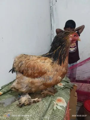 রানিং ফিমেল ব্রাহামা