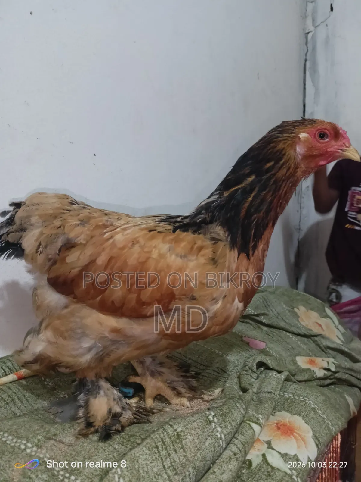 রানিং ফিমেল ব্রাহামা