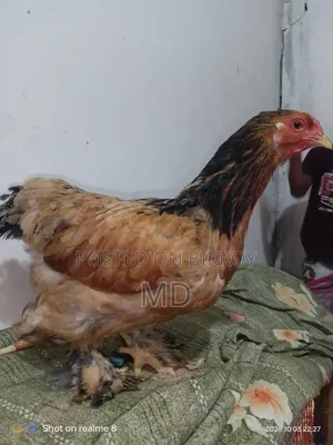 রানিং ফিমেল ব্রাহামা
