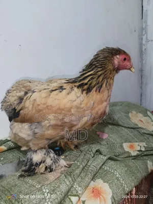 রানিং ফিমেল ব্রাহামা