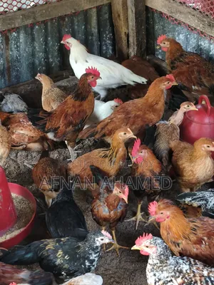 দেশি মুরগী বিক্রি করা হবে।