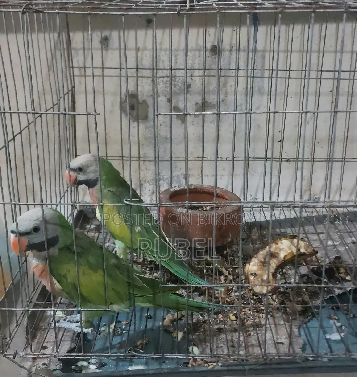 Pahari Modna