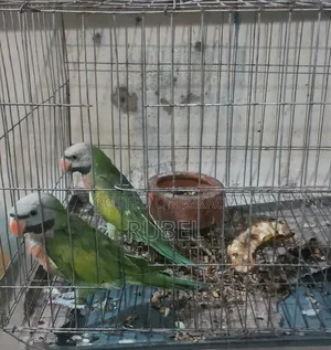 পাহাড়ি মোডনা