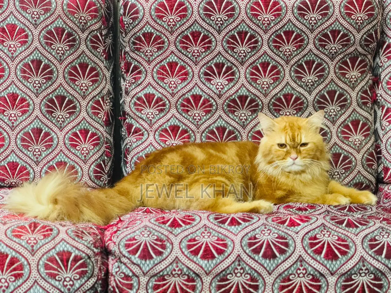 1+ year Male Purebred Persian