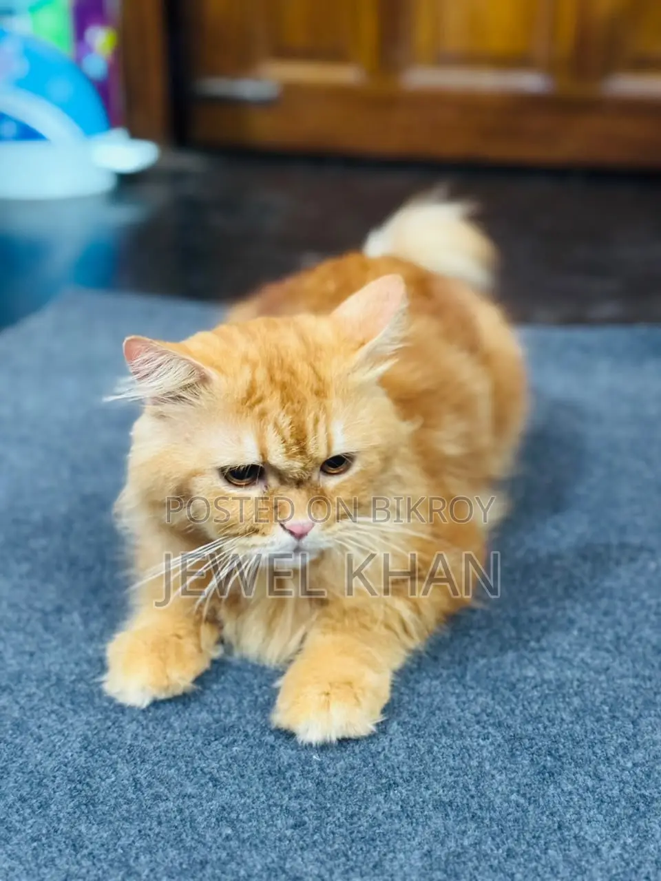 1+ year Male Purebred Persian