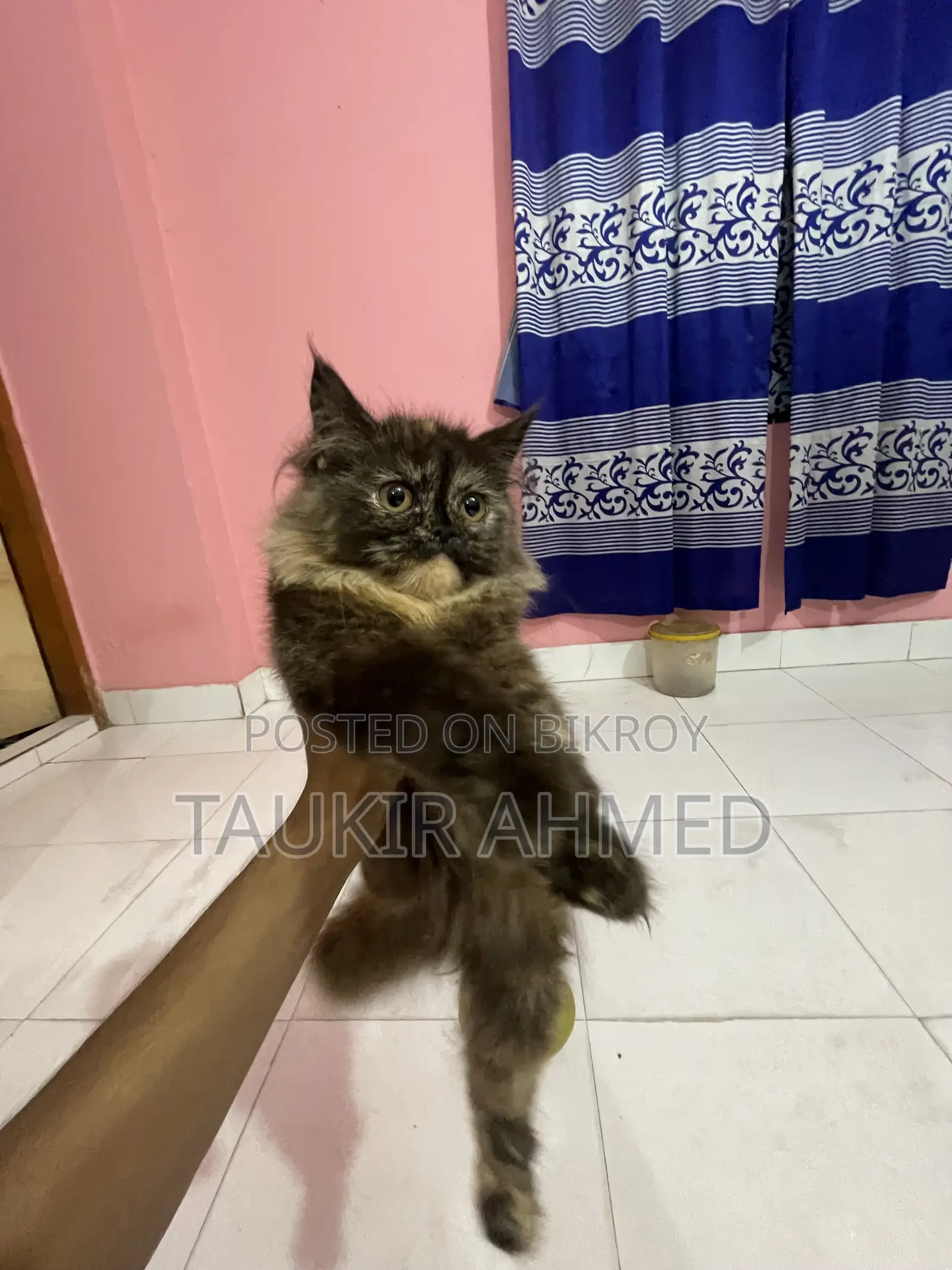 3-6 Months Female Purebred Persian