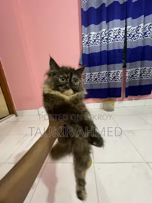 3-6 Months Female Purebred Persian