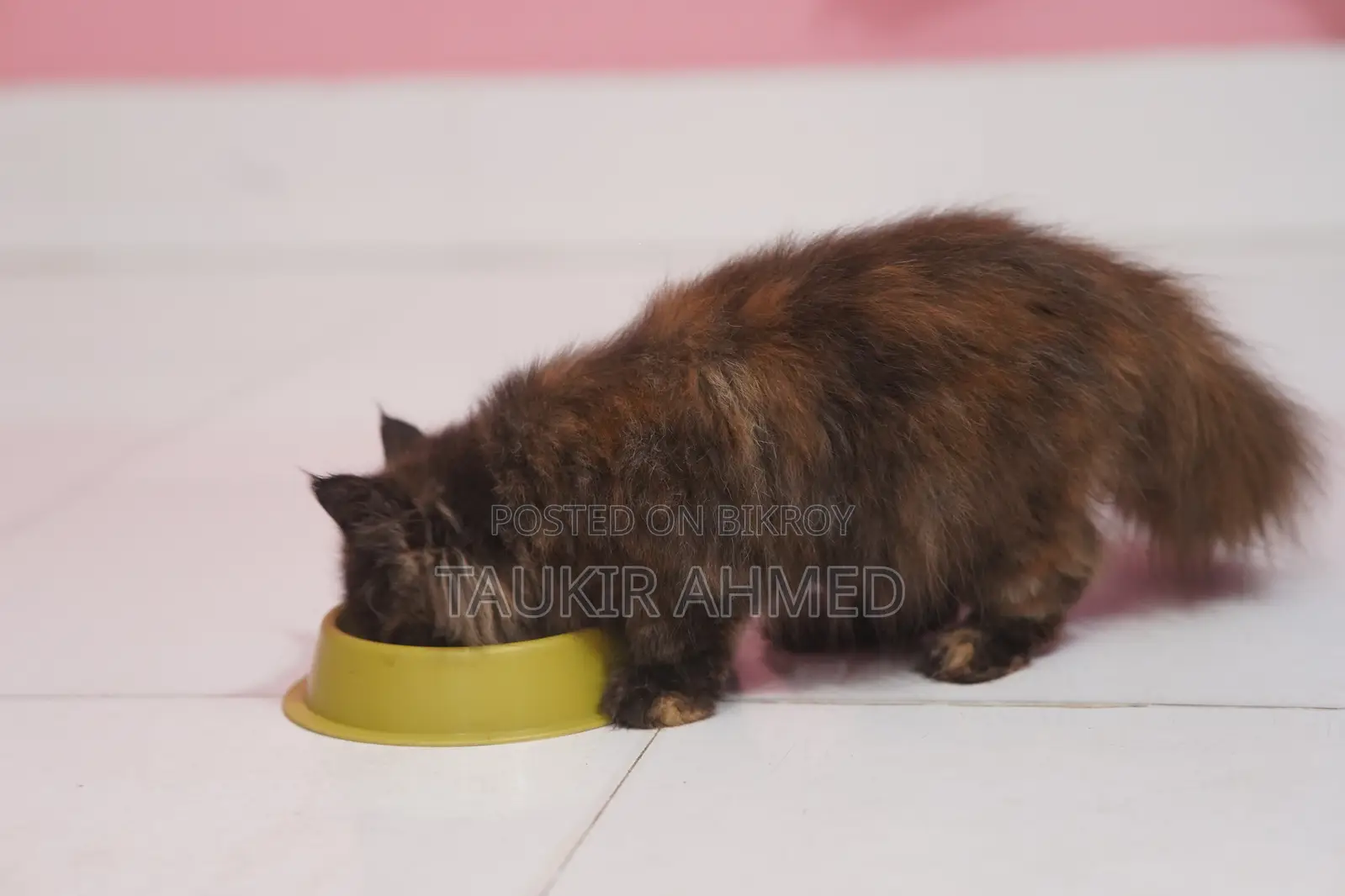 3-6 Months Female Purebred Persian