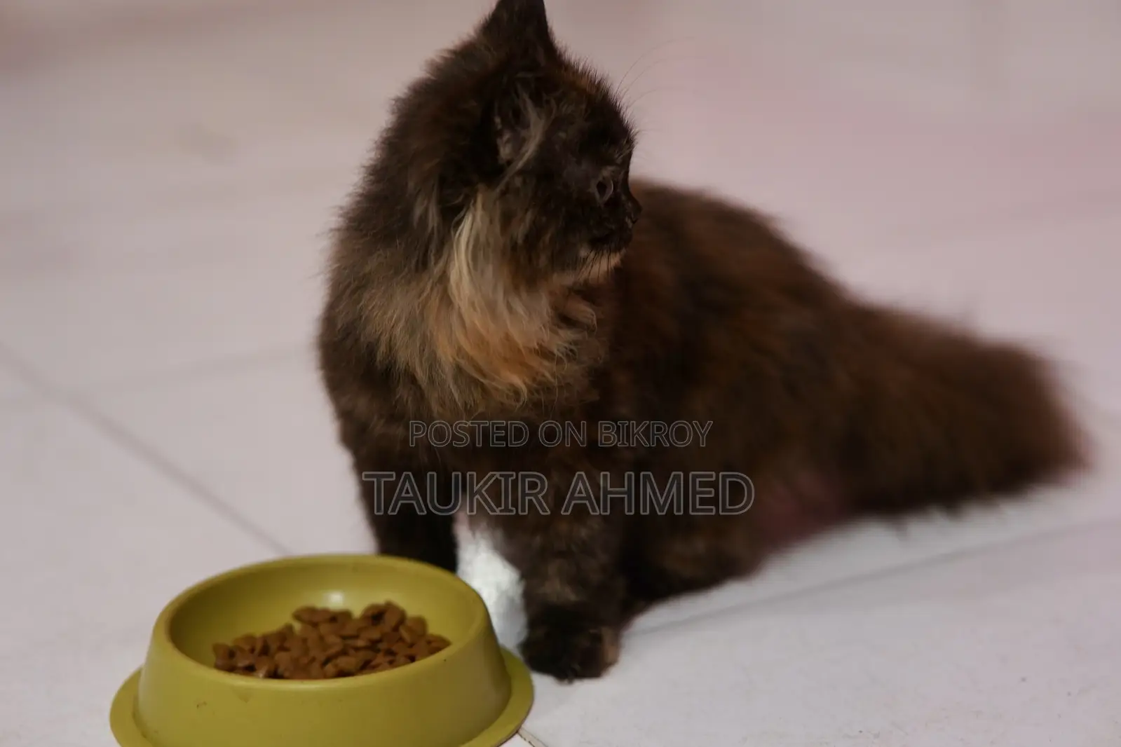3-6 Months Female Purebred Persian