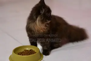 3-6 Months Female Purebred Persian