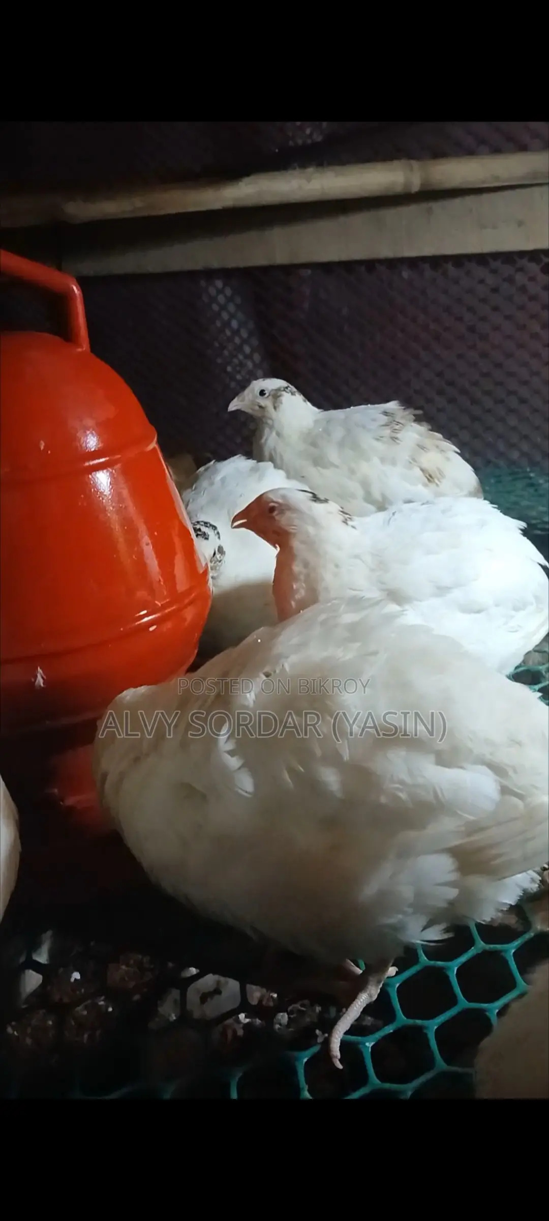 ডিম পাড়া ইউরোপিয়ান কোয়েল পাখি বিক্রি হবে