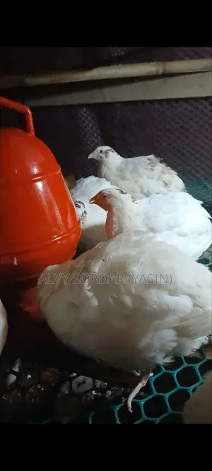 Egg-laying European Quail Birds for Sale