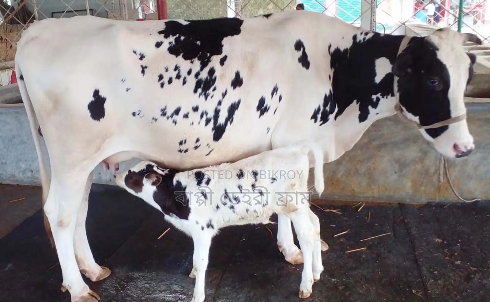 ১৭২১ নং উন্নত জাতের ভালো গাভী গরু ।