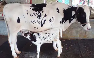১৭২১ নং উন্নত জাতের ভালো গাভী গরু ।