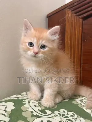 1-3 months Male Purebred Persian