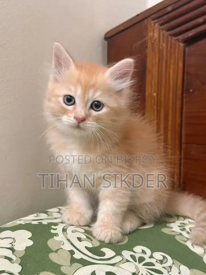 1-3 months Male Purebred Persian