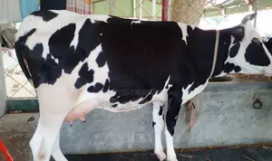১৭২২নং গাভী গরু বিক্রয় হবে ।