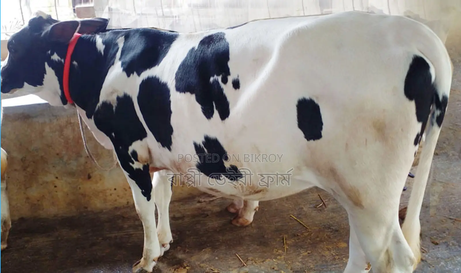 ১৭২৩ নং বকনা বাছুর গরু বিক্রয় হবে ।