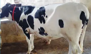 ১৭২৩ নং বকনা বাছুর গরু বিক্রয় হবে ।