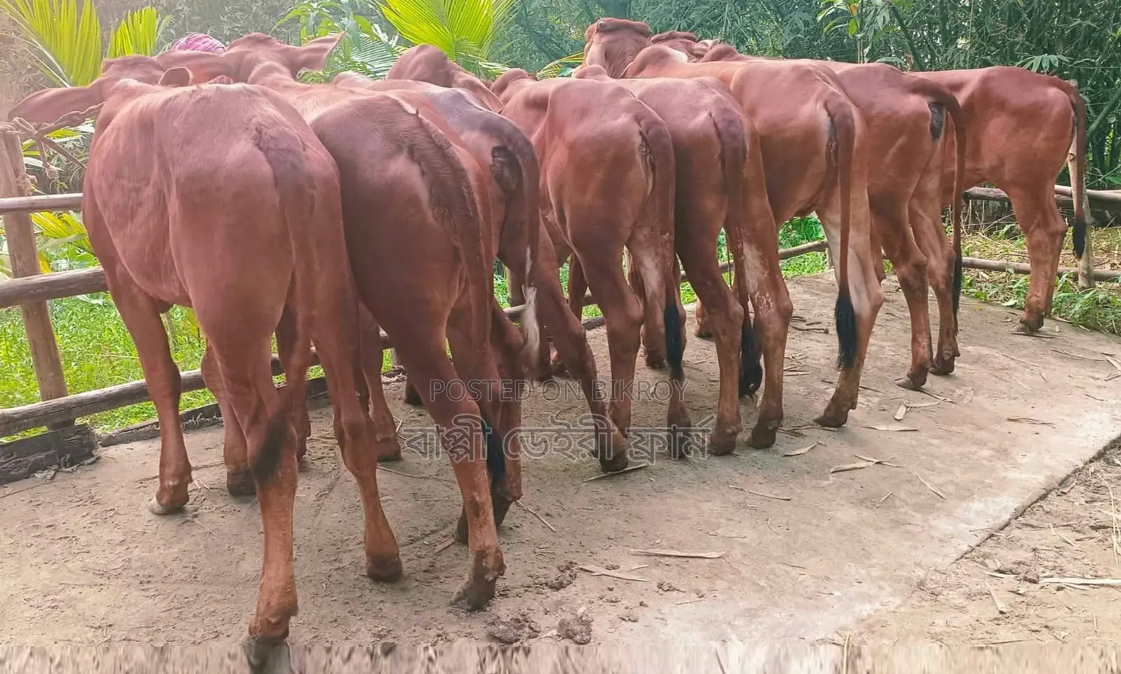 ১৭২৪নং উন্নত জাতের বাছাই কৃত ৮টি বকনা বিক্রয়।