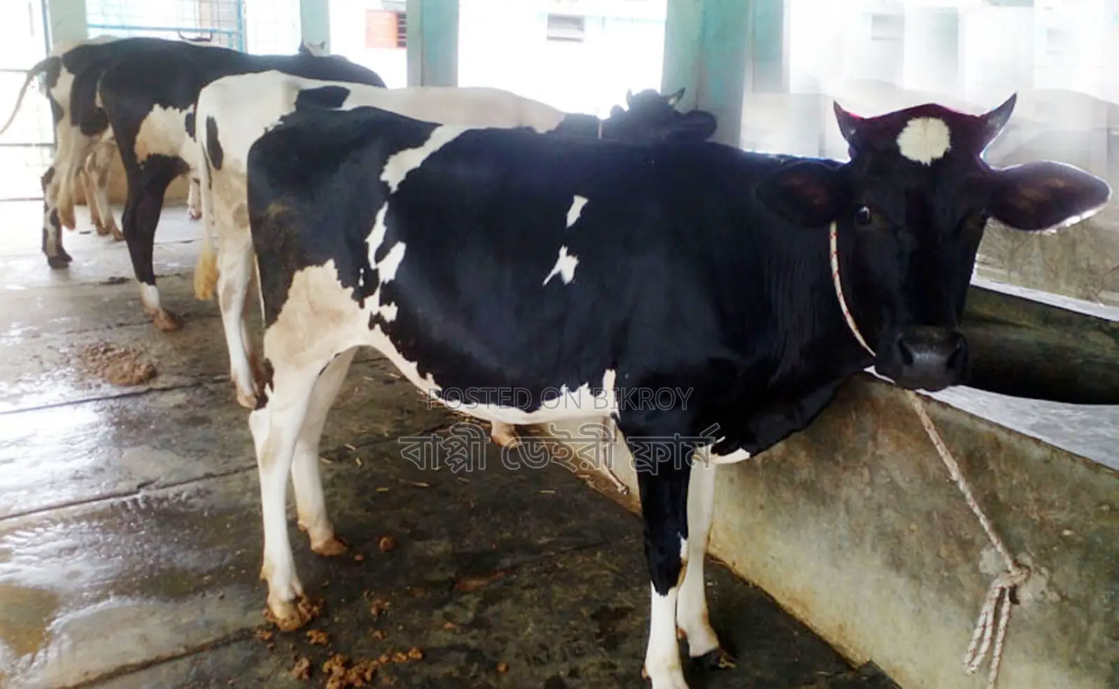 ১৭২৫নং ৪টি বকনা গরু বিক্রয় হবে ।