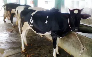 ১৭২৫নং ৪টি বকনা গরু বিক্রয় হবে ।