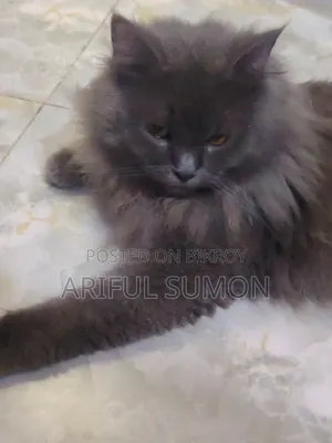 0-1 Month Male Purebred Persian