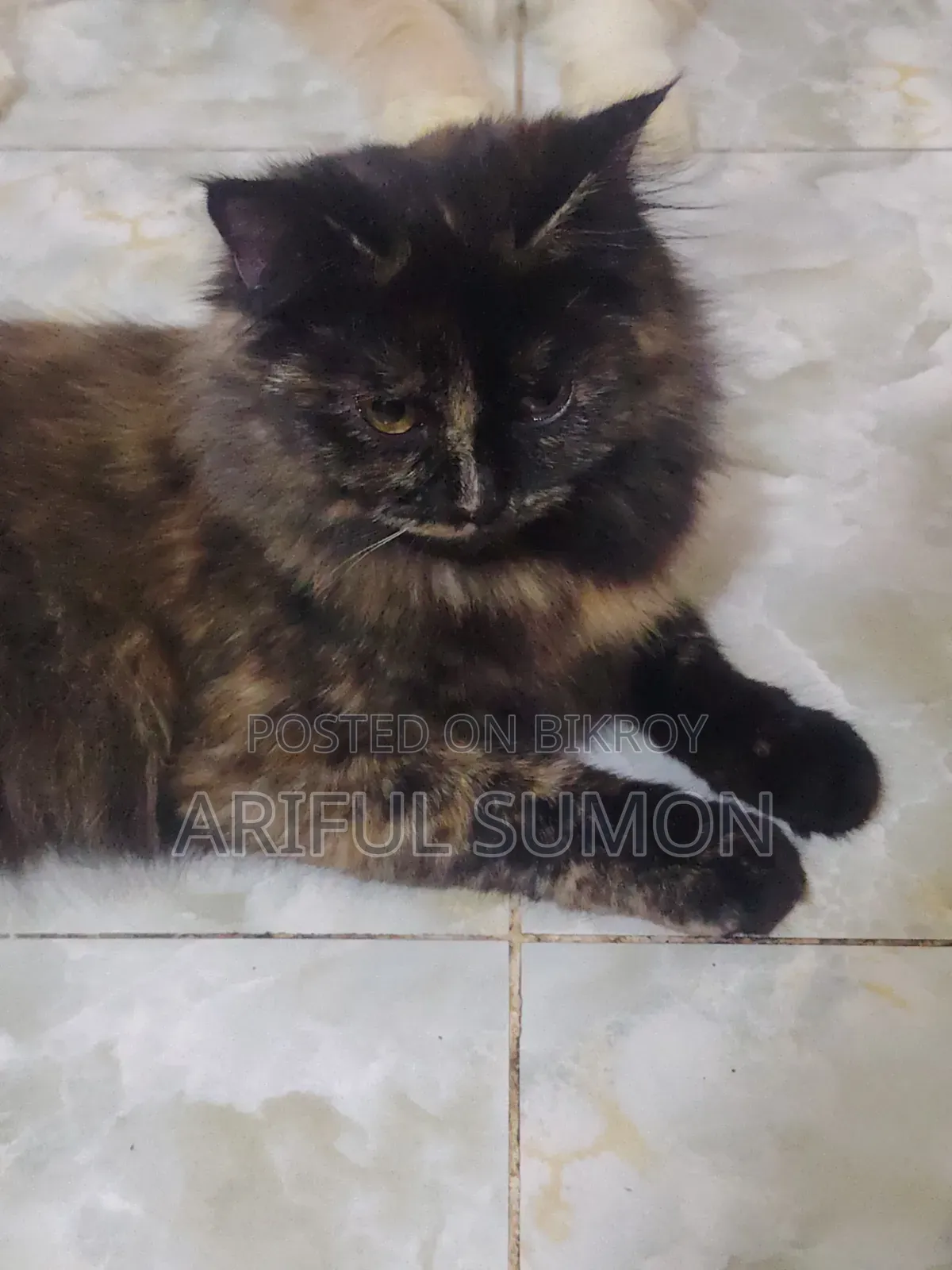 0-1 Month Male Purebred Persian