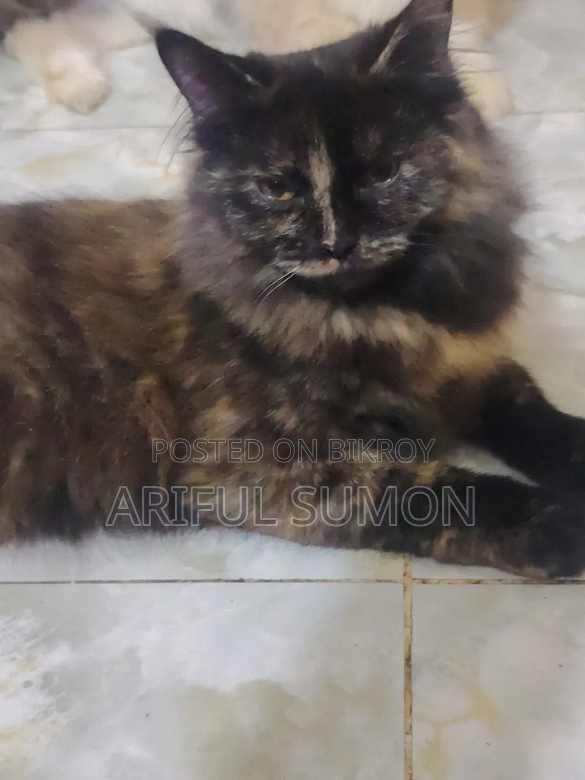 0-1 Month Male Purebred Persian