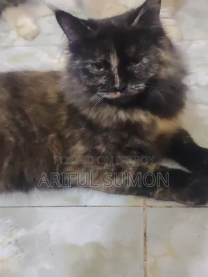 0-1 Month Male Purebred Persian