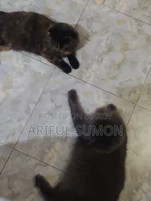 0-1 Month Male Purebred Persian