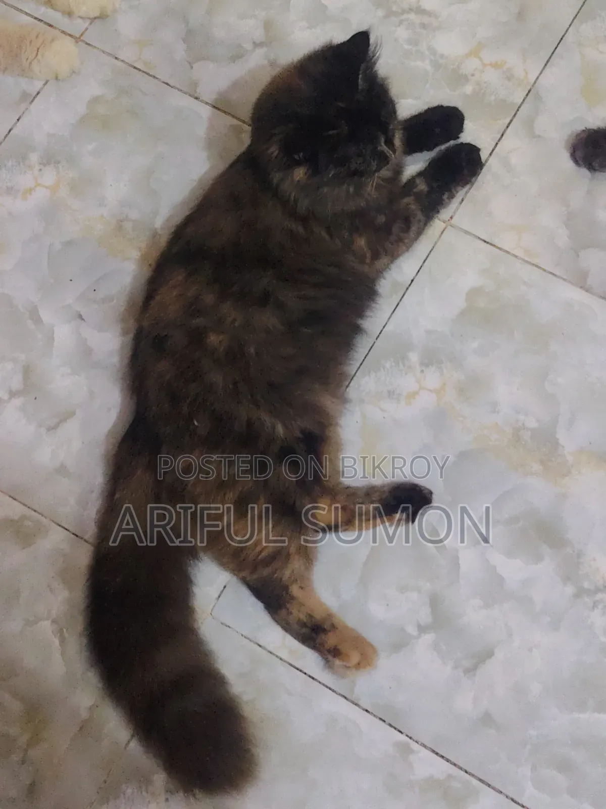 0-1 Month Male Purebred Persian