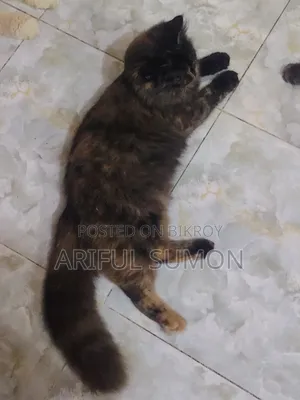 0-1 Month Male Purebred Persian