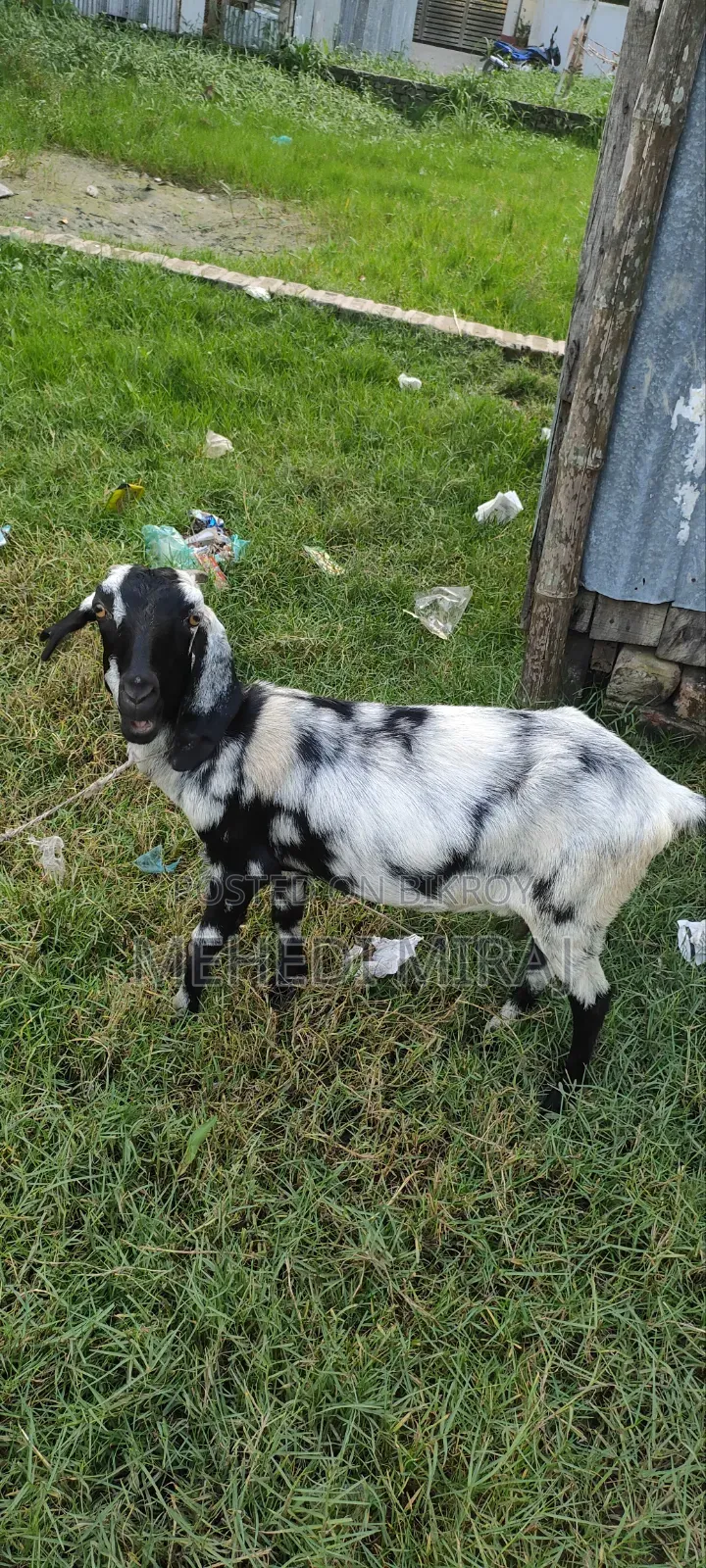 One pregnant goat for sale