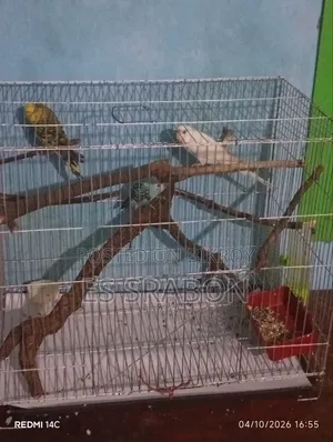 রানিং বাজরিগার সেল করা হবে 🥰🥰