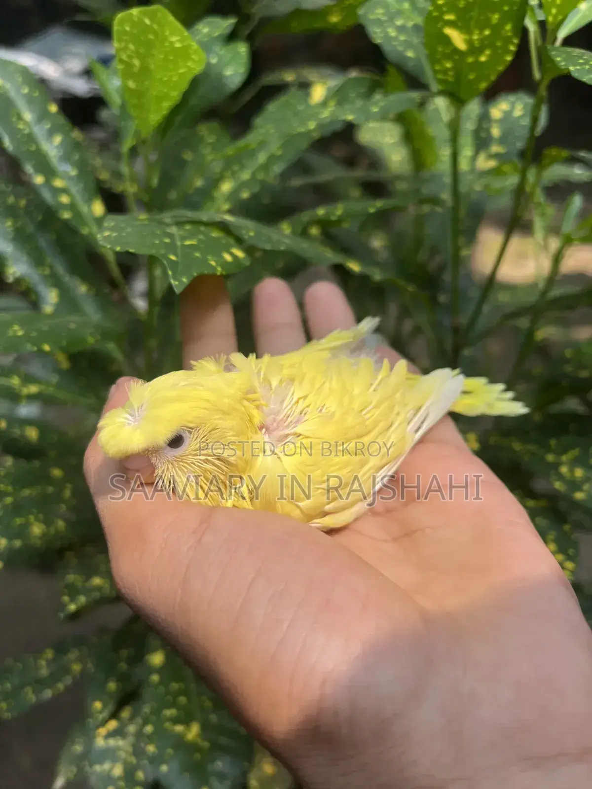 টেম সাইজ জাপানি বাজরিগার