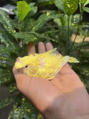 টেম সাইজ জাপানি বাজরিগার