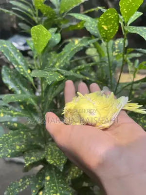 টেম সাইজ জাপানি বাজরিগার