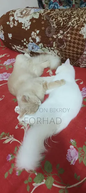 6-12 months Female Purebred Persian