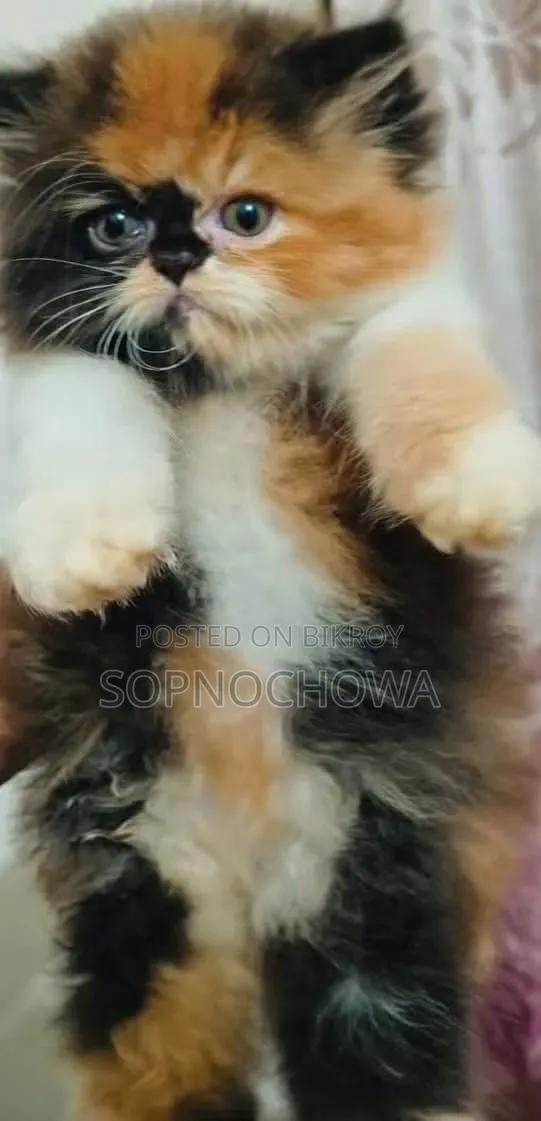 1-3 months Female Purebred Persian