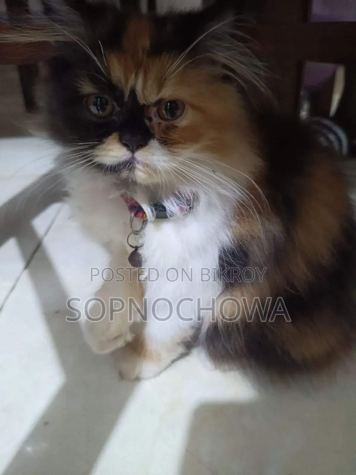 1-3 months Female Purebred Persian