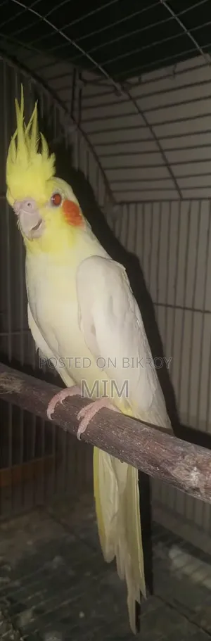 লুটিনো পার্ল রেড আই ফিমেল বিক্রি করা হবে