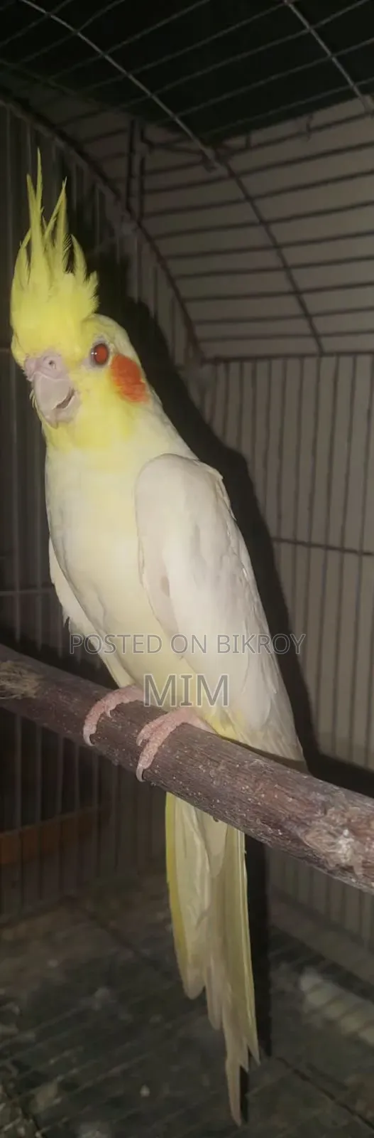 লুটিনো পার্ল রেড আই ফিমেল বিক্রি করা হবে