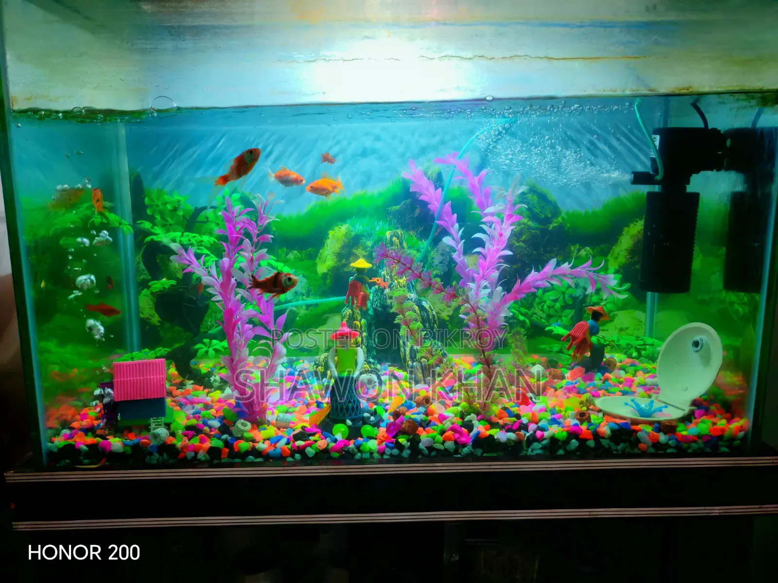 Fish Aquarium
