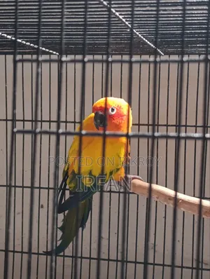Sun Conure Running Pair