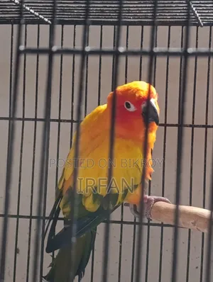 Sun Conure Running Pair