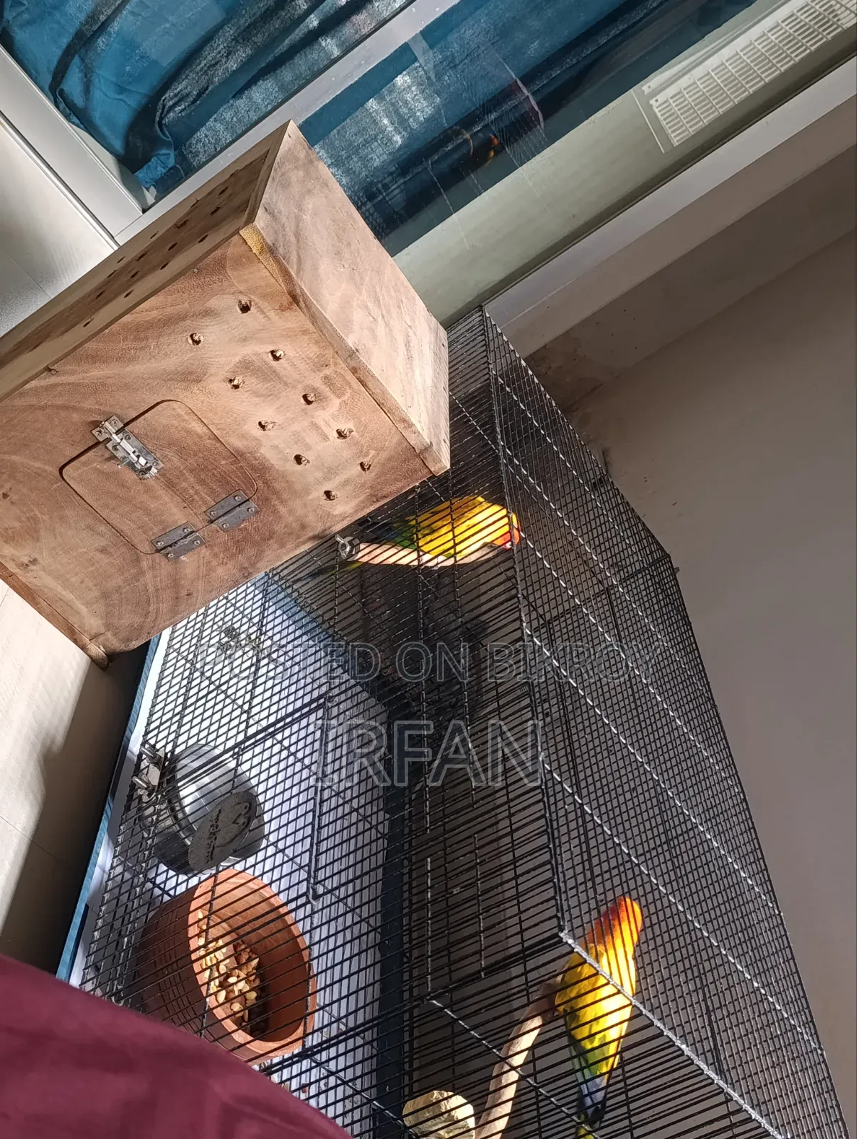 Sun Conure Running Pair